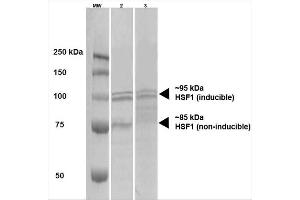 Western Blot analysis of Human A431 and HEK293 cell lysates showing detection of HSF1 protein using Rat Anti-HSF1 Monoclonal Antibody, Clone 10H4 . (HSF1 Antikörper)