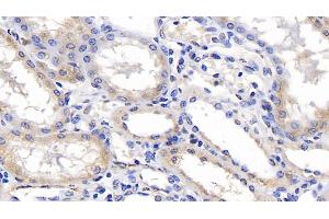 Detection of ERLIN2 in Human Kidney Tissue using Monoclonal Antibody to Endoplasmic Reticulum Lipid Raft Associated Protein 2 (ERLIN2) (ERLIN2 Antikörper  (AA 47-339))