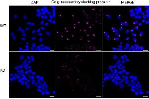 anti-Golgi Reassembly Stacking Protein 1, 65kDa (GORASP1) antibody
