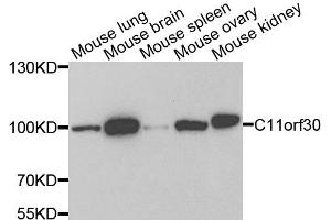 Western blot analysis of extracts of various cell lines, using C11orf30 antibody.