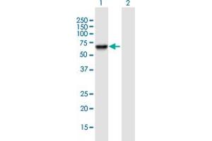 Western Blot analysis of PSD3 expression in transfected 293T cell line by PSD3 MaxPab polyclonal antibody. (PSD3 Antikörper  (AA 1-513))