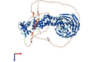 KLHL1 Protein (AA 1-748) (His tag)
