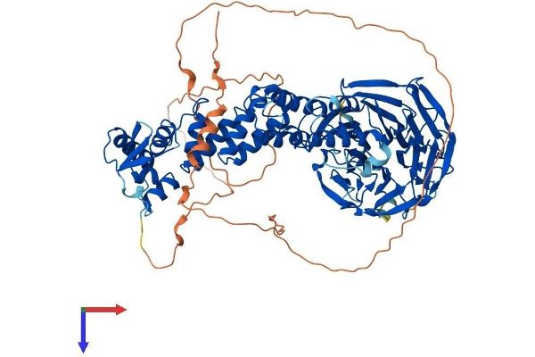 KLHL1 Protein (AA 1-748) (His tag)