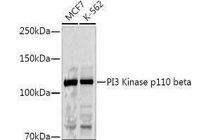 Western blot analysis of extracts of various cell lines, using PI3 Kinase p110 beta antibody (ABIN3021219, ABIN3021220, ABIN3021221 and ABIN6214072) at 1:1000 dilution. (PIK3CB Antikörper  (AA 771-1070))