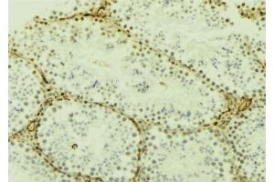 ABIN6277187 at 1/100 staining Mouse testis tissue by IHC-P.