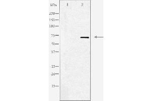 Western blot analysis of extracts from HepG2 cells, using Adrenergic Receptor α-2C antibody. (ADRA2C Antikörper  (Internal Region))