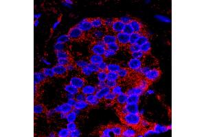 Immunofluorescence (IF) image for anti-Flightless I Homolog (FLII) (AA 425-475) antibody (ABIN7448968) (FLII Antikörper  (AA 425-475))