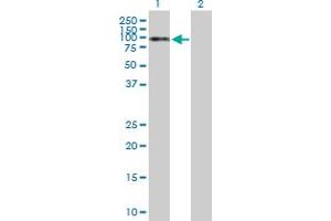 Western Blot analysis of NKRF expression in transfected 293T cell line by NKRF MaxPab polyclonal antibody. (NKRF Antikörper  (AA 1-690))