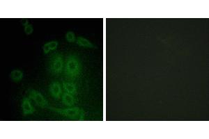 Peptide - +Immunofluorescence analysis of A549 cells, using FXR2 antibody. (FXR2 Antikörper  (Internal Region))