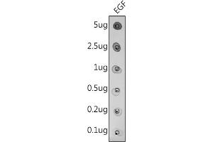 Dot-blot analysis of purified mature EGF using EGF antibody(ABIN3016521, ABIN3016522, ABIN3016523 and ABIN6219771)at 1:500 dilution. (EGF Antikörper)