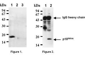 Western Blotting (WB) image for anti-Cyclin-Dependent Kinase Inhibitor 2C (p18, Inhibits CDK4) (CDKN2C) antibody (ABIN487307) (CDKN2C Antikörper)