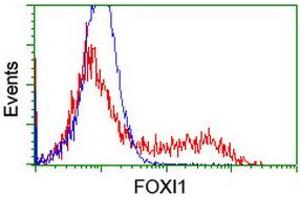 Image no. 3 for anti-Forkhead Box I1 (FOXI1) (AA 111-350) antibody (ABIN1490841)