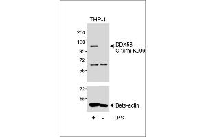 Western blot analysis of lysates from THP-1 cell line, untreated or treated with LPS, 1 μg/mL, using DDX58 C-term (upper) or Beta-actin (lower). (DDX58 Antikörper  (C-Term))