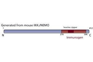Image no. 3 for anti-Inhibitor of kappa Light Polypeptide Gene Enhancer in B-Cells, Kinase gamma (IKBKG) (AA 278-396) antibody (ABIN968464)