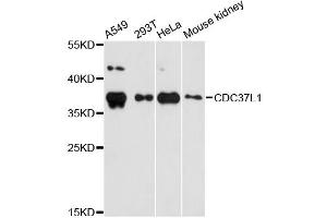 Western blot analysis of extracts of various cell lines, using CDC37L1 antibody (ABIN5972788) at 1:3000 dilution. (CDC37L1 Antikörper)