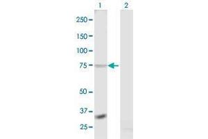 Western Blot analysis of RXFP1 expression in transfected 293T cell line by RXFP1 MaxPab polyclonal antibody.