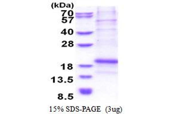 LECT1 Protein (AA 214-333) (His tag)