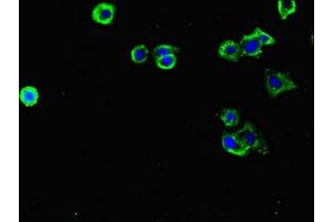 Immunofluorescent analysis of HepG2 cells using ABIN7158122 at dilution of 1:100 and Alexa Fluor 488-congugated AffiniPure Goat Anti-Rabbit IgG(H+L) (FLRT3 Antikörper  (AA 209-264))
