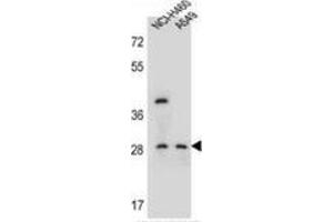 Western blot analysis in NCI-H460,A549 cell line lysates (35ug/lane) using SPATS1  Antibody . (SPATS1 Antikörper  (Middle Region))