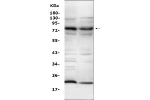 anti-Complement Component C9 (C9) (AA 289-515) antibody
