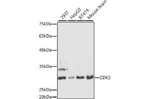Western blot analysis of extracts of various cell lines, using CDK5 antibody. (CDK5 Antikörper  (AA 1-292))