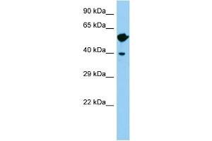 Host: Rabbit Target Name: Wnt8b Sample Type: Mouse Testis lysates Antibody Dilution: 1. (WNT8B Antikörper  (C-Term))