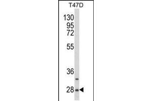 Western blot analysis of SNRPB Antibody (N-term R49) in T47D cell line lysates (35ug/lane) (SNRPB Antikörper  (N-Term))