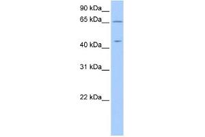 ZPLD1 antibody used at 1 ug/ml to detect target protein. (ZPLD1 Antikörper  (C-Term))