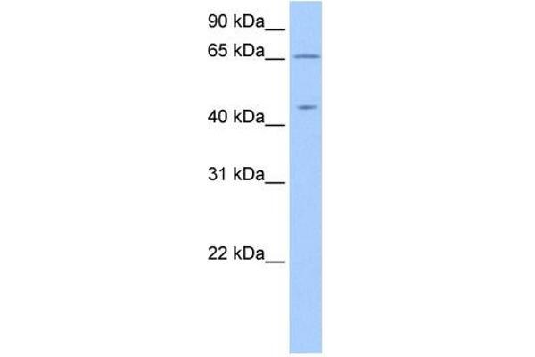ZPLD1 Antikörper  (C-Term)