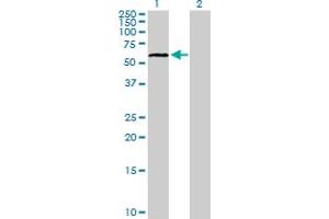 Western Blot analysis of ELL3 expression in transfected 293T cell line by ELL3 MaxPab polyclonal antibody. (ELL3 Antikörper  (AA 1-397))