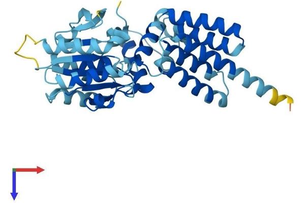 RFC3 Protein (AA 1-356) (His tag)
