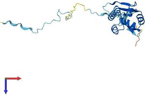 FCF1 Protein (AA 1-198) (His tag)