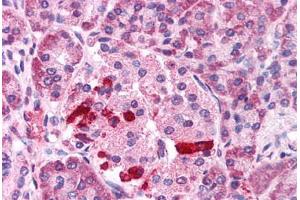 Anti-TRPM4 antibody  ABIN1049434 IHC staining of human pancreas, islet. (TRPM4 Antikörper  (C-Term))