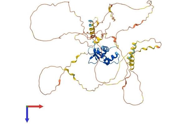 ERF Protein (AA 1-548) (His tag)