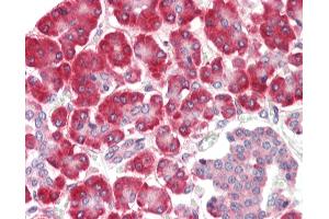 Anti-SGSM1 antibody IHC staining of human pancreas. (SGSM1 Antikörper  (Internal Region))