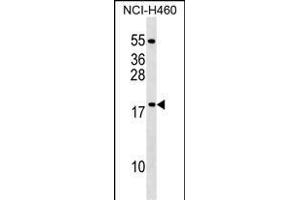 MRPL54 Antibody (Center) (ABIN1538545 and ABIN2849272) western blot analysis in NCI- cell line lysates (35 μg/lane). (MRPL54 Antikörper  (AA 64-92))