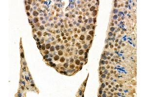 ABIN6257258 and ABIN6274281 at 1/100 staining Mouse testis tissue by IHC-P. (HNRNPF Antikörper  (N-Term))