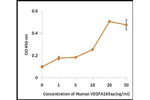 Activity Assay (AcA) image for Vascular Endothelial Growth Factor (VEGF) (Active) protein (ABIN5509395)