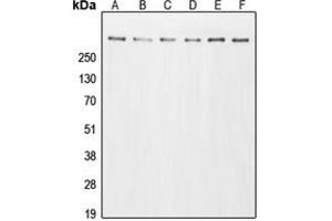 Western blot analysis of p300 expression in A431 (A), HeLa (B), HT29 (C), A549 (D), NIH3T3 (E), PC12 (F) whole cell lysates. (p300 Antikörper  (N-Term))