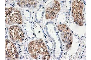 Immunohistochemistry (IHC) image for anti-Aminoacylase 1 (ACY1) antibody (ABIN1496453) (Aminoacylase 1 Antikörper)