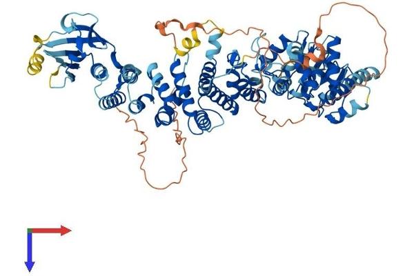 CMIP Protein (AA 1-773) (His tag)