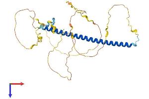 FOSL2 Protein (AA 1-326) (His tag)