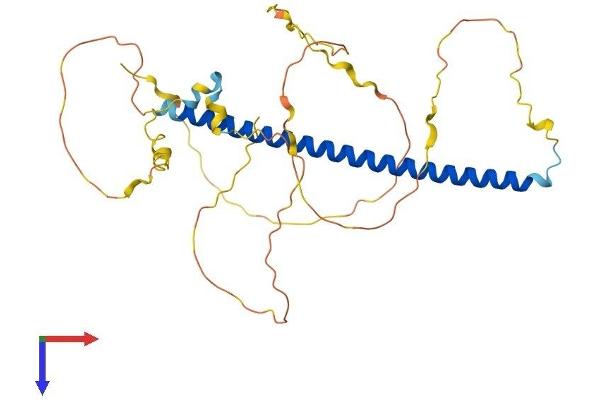 FOSL2 Protein (AA 1-326) (His tag)