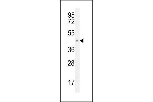 GPR142 Antikörper  (N-Term)