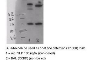Western Blotting (WB) image for anti-Secretory Leukocyte Peptidase Inhibitor (SLPI) antibody (Biotin) (ABIN1105385) (SLPI Antikörper  (Biotin))
