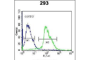 Flow cytometric analysis of 293 cells (right histogram) compared to a negative control cell (left histogram). (Kallikrein 7 Antikörper  (C-Term))