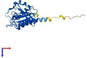RAB9B Protein (AA 1-201) (His tag)