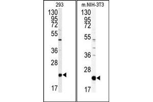 Image no. 1 for anti-Phosphatidylethanolamine Binding Protein 1 (PEBP1) (Middle Region) antibody (ABIN360564) (PEBP1 Antikörper  (Middle Region))