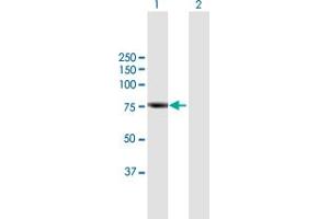 Western Blot analysis of RHPN2 expression in transfected 293T cell line by RHPN2 MaxPab polyclonal antibody. (RHPN2 Antikörper  (AA 1-686))