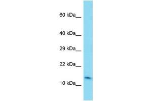 Host: Rabbit Target Name: C6orf1 Sample Type: Fetal Lung lysates Antibody Dilution: 1. (C6ORF1 Antikörper  (N-Term))